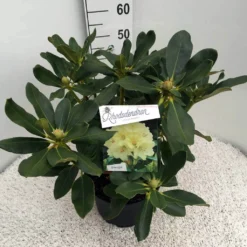 Rhododendron (Rhododendron 'Horizon Monarch') -Aanbiedingen Tuin Ziel Winkel rho. horizon monarch c10 50 cm