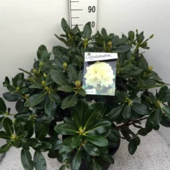 Rhododendron (Rhododendron 'Horizon Monarch') -Aanbiedingen Tuin Ziel Winkel rho. horizon monarch c20