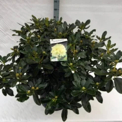 Rhododendron (Rhododendron 'Horizon Monarch') -Aanbiedingen Tuin Ziel Winkel rho. horizon monarch c40