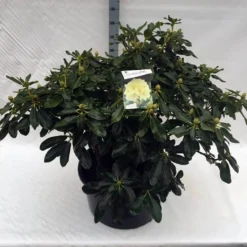 Rhododendron (Rhododendron 'Horizon Monarch') -Aanbiedingen Tuin Ziel Winkel rho. horizon monarch c80