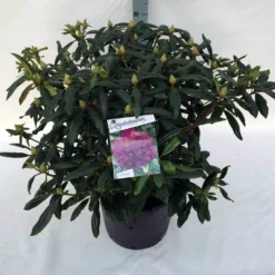 Rhododendron (Rhododendron 'Marcel Menard') -Aanbiedingen Tuin Ziel Winkel rho. marcel menard c30