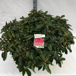 Rhododendron (Rhododendron 'Marie Forte') -Aanbiedingen Tuin Ziel Winkel rho. marie forte c40