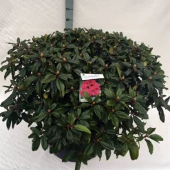Rhododendron (Rhododendron 'Marie Forte') -Aanbiedingen Tuin Ziel Winkel rho. marie forte c80