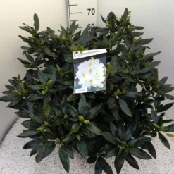 Rhododendron (Rhododendron 'Madame Masson') -Aanbiedingen Tuin Ziel Winkel rho. mme masson c20 1