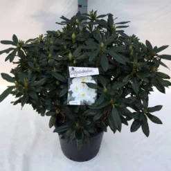 Rhododendron (Rhododendron 'Madame Masson') -Aanbiedingen Tuin Ziel Winkel rho. mme masson c30