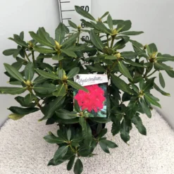 Rhododendron (Rhododendron 'Nova Zembla') -Aanbiedingen Tuin Ziel Winkel rho. nova zembla c10 50 cm