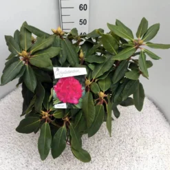 Rhododendron (Rhododendron 'American Beauty') 14 Rhododendron (Rhododendron 'American Beauty') -Aanbiedingen Tuin Ziel Winkel rho. p. a. beauty c10 50 cm