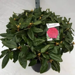 Rhododendron (Rhododendron 'American Beauty') 19 Rhododendron (Rhododendron 'American Beauty') -Aanbiedingen Tuin Ziel Winkel rho. pierce amercian beauty c40