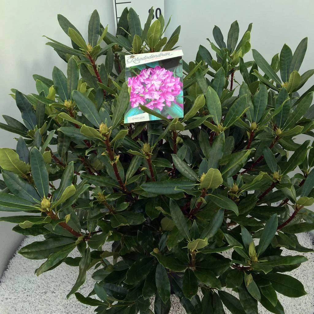 Bosrhododendron (Rhododendron Ponticum 'Roseum') 1 Bosrhododendron (Rhododendron Ponticum 'Roseum')