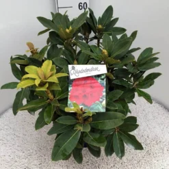 Rhododendron (Rhododendron 'Red Jack') -Aanbiedingen Tuin Ziel Winkel rho. red jack c10 50 cm