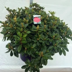 Rhododendron (Rhododendron 'Red Jack') -Aanbiedingen Tuin Ziel Winkel rho. red jack c80