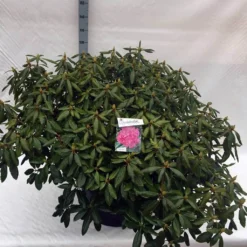 Rhododendron (Rhododendron 'Roseum Elegans') -Aanbiedingen Tuin Ziel Winkel rho. roseum elegans c80