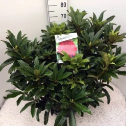 Rhododendron (Rhododendron 'Wilgen's Ruby') 23 Rhododendron (Rhododendron 'Wilgen's Ruby') -Aanbiedingen Tuin Ziel Winkel rho. wilgens ruby c20 1