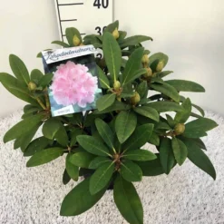 Rhododendron (Rhododendron 'Doc') -Aanbiedingen Tuin Ziel Winkel rho. y doc c5