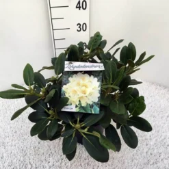 Rhododendron (Rhododendron 'Flava') -Aanbiedingen Tuin Ziel Winkel rho. y flava c5
