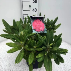 Dwergrhododendron (Rhododendron 'Sweet Sue') 5 Dwergrhododendron (Rhododendron 'Sweet Sue') -Aanbiedingen Tuin Ziel Winkel rho. y sweet sue c5