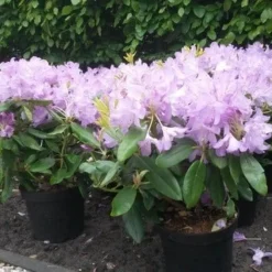 Rhododendron (Rhododendron Catawbiense 'Boursault') -Aanbiedingen Tuin Ziel Winkel rhodo boursault 2