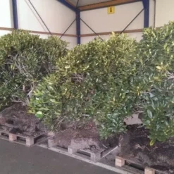 Rhododendron (Rhododendron 'Cunningham White') -Aanbiedingen Tuin Ziel Winkel rhodo cun white