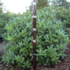 Rhododendron (Rhododendron 'Cunningham White') -Aanbiedingen Tuin Ziel Winkel rhodod cun white 1