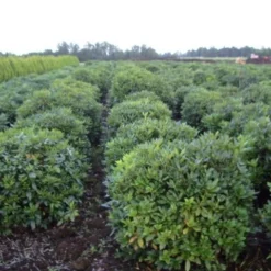 Rhododendron (Rhododendron 'Cunningham White') -Aanbiedingen Tuin Ziel Winkel rhodod cun white 2