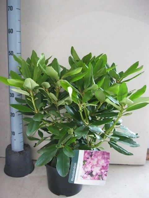 Rhododendron (Rhododendron Catawbiense 'Boursault') 9 Rhododendron (Rhododendron Catawbiense 'Boursault') - Afbeelding 9