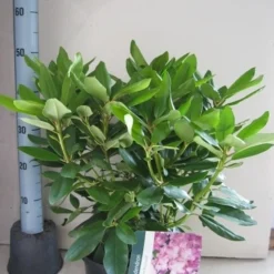 Rhododendron (Rhododendron Catawbiense 'Boursault') -Aanbiedingen Tuin Ziel Winkel rhododendron boursault c5 aug