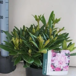 Dwergrhododendron (Rhododendron 'Caroline Allbrook') -Aanbiedingen Tuin Ziel Winkel rhododendron caroline allbrook c5 aug