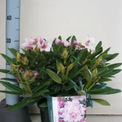 Dwergrhododendron (Rhododendron 'Caroline Allbrook') -Aanbiedingen Tuin Ziel Winkel rhododendron caroline allbrook c5 sept