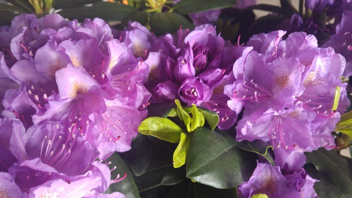 Rhododendron (Rhododendron Catawbiense 'Grandiflorum') 1 Rhododendron (Rhododendron Catawbiense 'Grandiflorum')