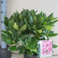 Rhododendron (Rhododendron 'Cosmopolitan') -Aanbiedingen Tuin Ziel Winkel rhododendron cosmopolotan c5 aug
