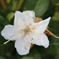 Rhododendron (Rhododendron 'Cunningham White') -Aanbiedingen Tuin Ziel Winkel rhododendron cunningham white 2