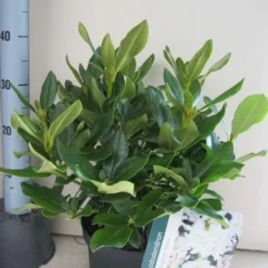 Rhododendron (Rhododendron 'Cunningham White') -Aanbiedingen Tuin Ziel Winkel rhododendron cunninghams white c5 aug 1