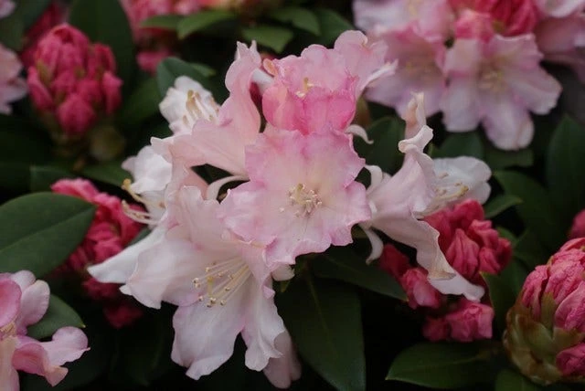 Dwergrhododendron (Rhododendron 'Dreamland') 4 Dwergrhododendron (Rhododendron 'Dreamland') - Afbeelding 4