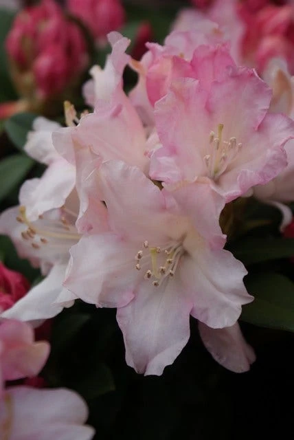Dwergrhododendron (Rhododendron 'Dreamland') 1 Dwergrhododendron (Rhododendron 'Dreamland')