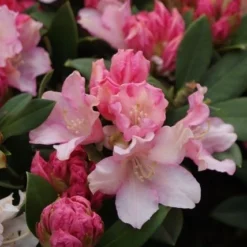 Dwergrhododendron (Rhododendron 'Dreamland') 13 Dwergrhododendron (Rhododendron 'Dreamland') -Aanbiedingen Tuin Ziel Winkel rhododendron dreamland 4