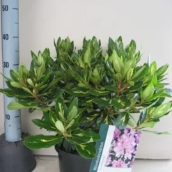 Rhododendron (Rhododendron 'Goldflimmer') 29 Rhododendron (Rhododendron 'Goldflimmer') -Aanbiedingen Tuin Ziel Winkel rhododendron goldflimmer c5 aug 1