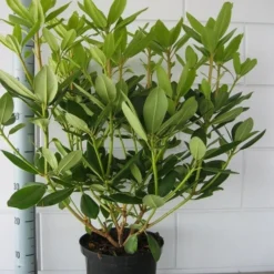Rhododendron (Rhododendron Catawbiense 'Grandiflorum') 19 Rhododendron (Rhododendron Catawbiense 'Grandiflorum') -Aanbiedingen Tuin Ziel Winkel rhododendron grandiflorum 50 60 1