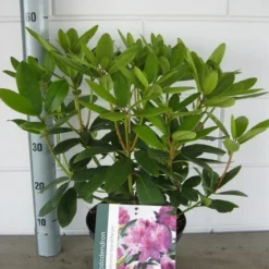 Rhododendron (Rhododendron Catawbiense 'Grandiflorum') 24 Rhododendron (Rhododendron Catawbiense 'Grandiflorum') -Aanbiedingen Tuin Ziel Winkel rhododendron grandiflorum c5 01 06 2017 kopie 1
