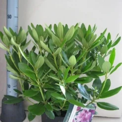 Rhododendron (Rhododendron Catawbiense 'Grandiflorum') 20 Rhododendron (Rhododendron Catawbiense 'Grandiflorum') -Aanbiedingen Tuin Ziel Winkel rhododendron grandiflorum c5 aug