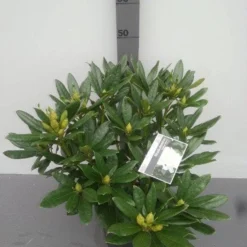 Rhododendron (Rhododendron 'Madame Masson') -Aanbiedingen Tuin Ziel Winkel rhododendron madame masson 1