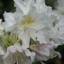 Rhododendron (Rhododendron 'Madame Masson') -Aanbiedingen Tuin Ziel Winkel rhododendron madame masson 2 1