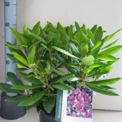 Rhododendron (Rhododendron 'Marcel Menard') -Aanbiedingen Tuin Ziel Winkel rhododendron marcel menard c5 aug