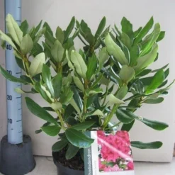 Rhododendron (Rhododendron 'Nova Zembla') -Aanbiedingen Tuin Ziel Winkel rhododendron nova zembla c5 aug