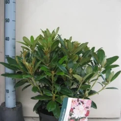 Rhododendron (Rhododendron 'Percy Wiseman') -Aanbiedingen Tuin Ziel Winkel rhododendron percy wiceman c5 aug