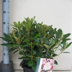 Rhododendron (Rhododendron 'Percy Wiseman') -Aanbiedingen Tuin Ziel Winkel rhododendron percy wiceman c5 aug 1