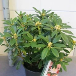 Rhododendron (Rhododendron 'Percy Wiseman') -Aanbiedingen Tuin Ziel Winkel rhododendron percy wiseman c12 november 1