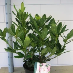 Bosrhododendron (Rhododendron Ponticum 'Roseum') 11 Bosrhododendron (Rhododendron Ponticum 'Roseum') -Aanbiedingen Tuin Ziel Winkel rhododendron ponticum roseum c5 oktober 1