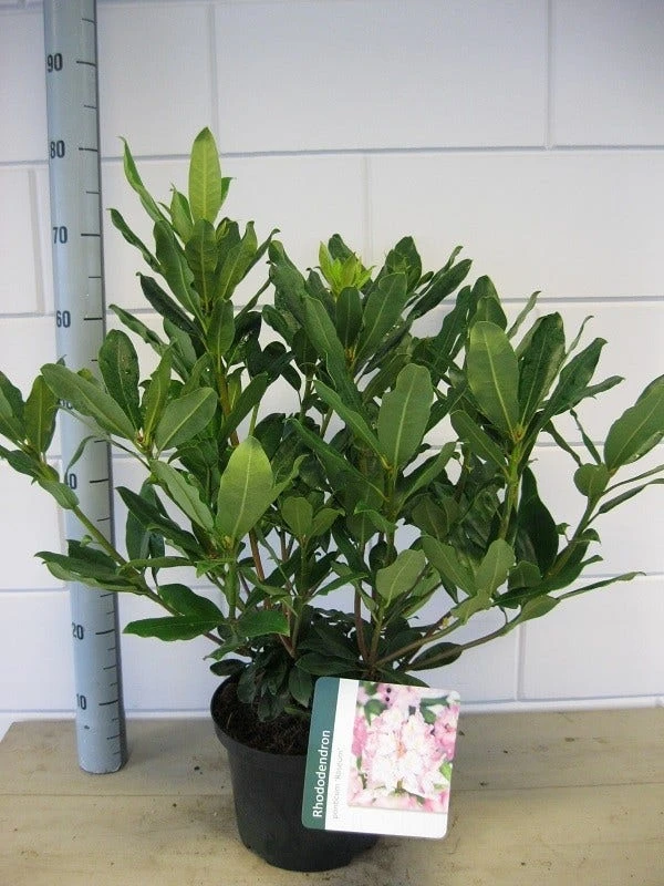 Bosrhododendron (Rhododendron Ponticum 'Roseum') 3 Bosrhododendron (Rhododendron Ponticum 'Roseum') - Afbeelding 3