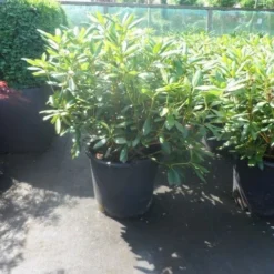 Rhododendron (Rhododendron 'Roseum Elegans') -Aanbiedingen Tuin Ziel Winkel rhododendron roseum elegans 60 80 cont