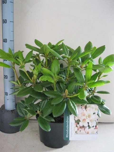 Rhododendron (Rhododendron 'Virginia Richards') 2 Rhododendron (Rhododendron 'Virginia Richards') - Afbeelding 2